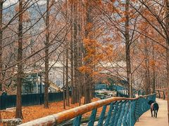 -白水寺森林公园