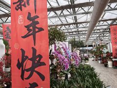 -荷兰花海