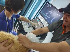 -北京观赏动物医院·24小时大型综合·猫专科·异宠专科