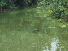-池杉湖湿地公园