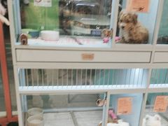 -FAELING PETS美天灵宠物(合生汇店)