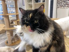 -楼上猫咖(罗湖店)