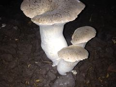 -万源龙顺度假庄园生态观光园