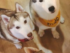 -Husky Go! 哈士奇体验馆·宠物咖啡厅狗咖
