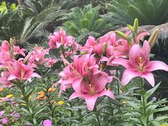 -深圳市中科院仙湖植物园