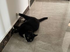 -中农国际动物医院24小时·猫科·骨科·急重症中心