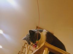 -滚猫咖啡·猫咖·猫友好撸猫(未来城店)