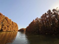 -上海海湾国家森林公园