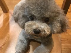 -八公叔叔宠物美容连锁(春申店)