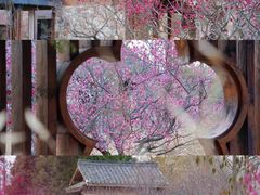 -梅花山(明孝陵内)