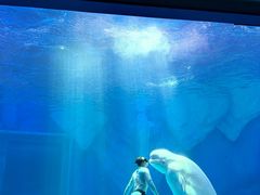 -上海海昌海洋公园-冰山北极馆