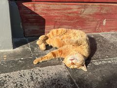 -龙华素斋(龙华路店)