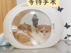 -申普宠物医院·心脏介入·心血管微创(总院)