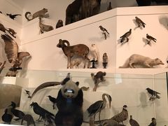 -墨尔本博物馆(Melbourne Museum)