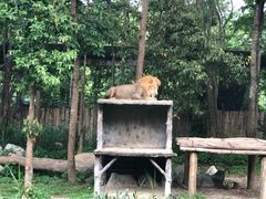 -清迈夜间动物园