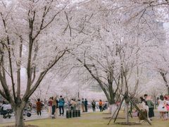-西北湖绿化广场