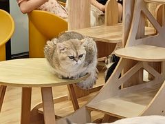 -有喵·猫咖·狗咖·30几只猫10只小狗(岗厦店)