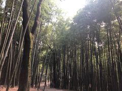 -西湖风景区十里琅珰-五云山
