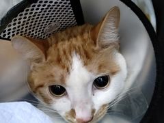 -伟伟宠物医院·CT影像中心·瑞派犬猫综合性门诊(汉口总院)