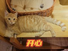 -懒鱼时光馆(沙坪坝店)