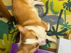 -帕帕拉兹宠物(亚洲旗舰店)