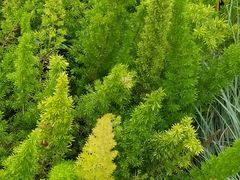 -东莞植物园