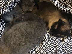 -猫友咖啡店(玉林西路店)