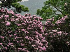 -梧桐山风景名胜区