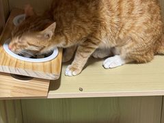 -御宝贝·A梦猫科宠物医院(国际猫友好医院)