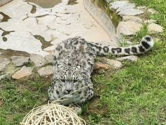 -青藏高原野生动物园