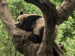 -都江堰中华大熊猫苑