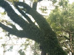 -香港大学