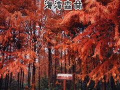 -上海海湾国家森林公园