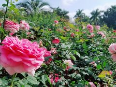 -人民公园(罗湖区)