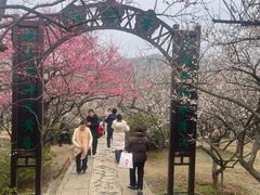 -香雪海