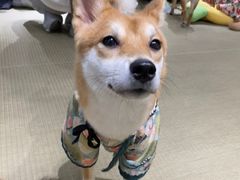 -逗柴咖啡屋·狗咖猫咖宠物桌游