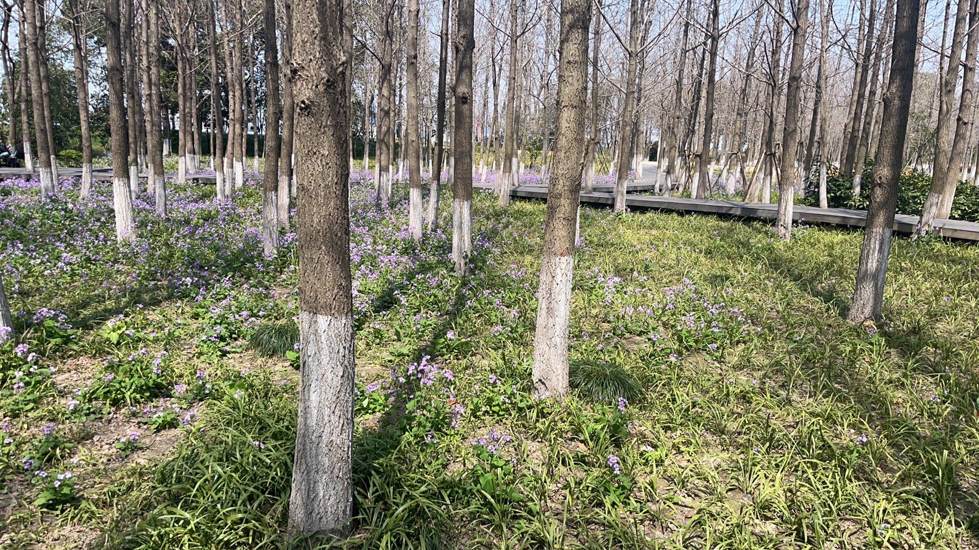 一年四季都很美的滨江游步道
