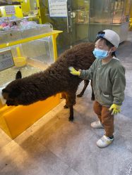 -神奇动物撸宠馆·羊驼·小浣熊·异宠(豫园店)