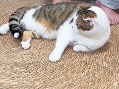 -宠爱国际动物医院· 猫科· 外科·中兽医(长白店)