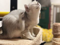 -宠爱国际动物医院·消化内科·心肾内科·ISFM猫友好(望京店)