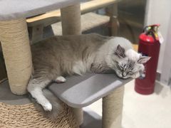 -藏猫猫咖啡主题馆(中央大道店)