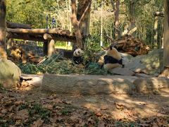 -都江堰中华大熊猫苑