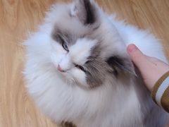-啵啵喵·猫咖(攀华国际店)