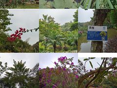 -云溪植物园