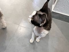 -琪喵猫屋·撸猫猫咖·猫舍