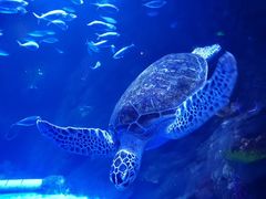 -太平洋海底世界