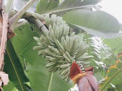 -云溪植物园