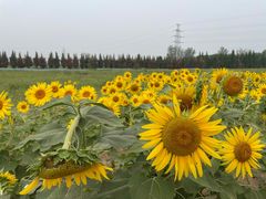 -汉长安城未央宫国家考古遗址公园