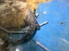 -西安曲江海洋极地公园