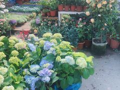 -曲阳花鸟市场(曲阳路店)